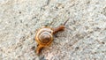 brown snail crawl on the wall Royalty Free Stock Photo