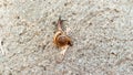 brown snail crawl on the wall Royalty Free Stock Photo