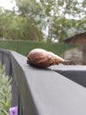 brown snail with a unique motif, over a black fence in a city park.