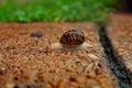 Brown Snail Walking Along Concrete Royalty Free Stock Photo