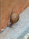Brown snail walking on a wall Royalty Free Stock Photo