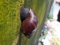 Brown Snail walking on the wall Royalty Free Stock Photo