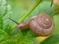 Brown snail, which its slime is used to make facial mask, with spiral shell crawl in the garden