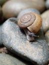 Brown snail, which its slime is used to make facial mask, with spiral shell crawl in the garden