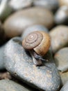 Brown snail, which its slime is used to make facial mask, with spiral shell crawl in the garden