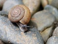 Brown snail, which its slime is used to make facial mask, with spiral shell crawl in the garden