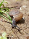 Brown snail, which its slime is used to make facial mask, with spiral shell crawl in the garden