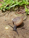 Brown snail, which its slime is used to make facial mask, with spiral shell crawl in the garden