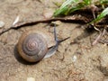 Brown snail, which its slime is used to make facial mask, with spiral shell crawl in the garden