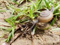 Brown snail, which its slime is used to make facial mask, with spiral shell crawl in the garden