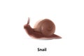 Brown snail on a white background its are classified as invertebrates