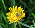 Brown snail on yellow flower, Lithuania Royalty Free Stock Photo