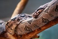 Brown snake on a branch Royalty Free Stock Photo