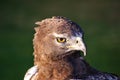 Brown Snake Eagle Royalty Free Stock Photo