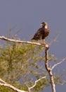 Brown Snake Eagle Royalty Free Stock Photo