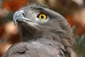 Brown Snake Eagle Royalty Free Stock Photo