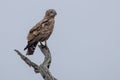 Brown Snake eagle Royalty Free Stock Photo