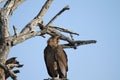 Brown Snake Eagle