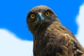 Brown Snake Eagle Royalty Free Stock Photo