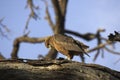Brown Snake-Eagle, circaetus cinereus, Immature standing on Branch, Kenya