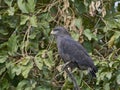 Brown snake eagle Circaetus cinereus Royalty Free Stock Photo