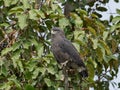 Brown snake eagle Circaetus cinereus Royalty Free Stock Photo