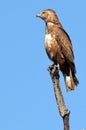 Brown Snake Eagle (Circaetus cinereus) Royalty Free Stock Photo