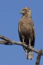 Brown Snake Eagle (Circaetus cinereus) Royalty Free Stock Photo