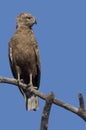 Brown Snake Eagle (Circaetus cinereus) Royalty Free Stock Photo