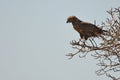 Brown snake eagle (Circaetus cinereus) Royalty Free Stock Photo