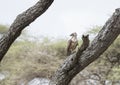 Brown Snake-Eagle Circaetus cinereus Perched in a Old Tree Royalty Free Stock Photo