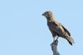 Brown snake-eagle Circaetus cinereus perched in treetop Royalty Free Stock Photo