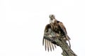 completely wet juvenile Brown Snake Eagle in the Kruger National Park in South Africa Royalty Free Stock Photo