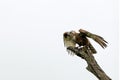 completely wet juvenile Brown Snake Eagle in the Kruger National Park in South Africa Royalty Free Stock Photo