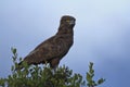 Brown Snake Eagle - Circaetus cinereus Royalty Free Stock Photo