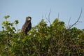 Brown Snake Eagle - Circaetus cinereus Royalty Free Stock Photo