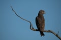 Brown snake-eagle on dead branch turning head Royalty Free Stock Photo