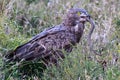 Brown snake eagle with its prey Royalty Free Stock Photo