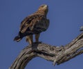 Brown Snake eagle