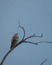 Brown Snake Eagle Perched on Bare Tree Against Blue Sky Royalty Free Stock Photo