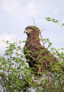 Brown snake eagle perched in a thorn tree