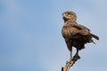 Brown snake eagle sitting on a branch against blue sky