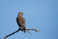 Brown snake eagle sitting on a branch against with fierce yellow