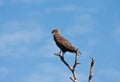 Brown snake eagle sitting in a tree