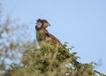 A brown snake eagle with the wind blowing its crest as it searches for prey. Royalty Free Stock Photo