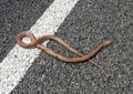 Brown Snake