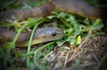 Brown snake in grass Royalty Free Stock Photo