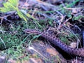 Brown snake at the grass near rock Royalty Free Stock Photo