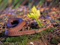 Brown snake at the grass near rock Royalty Free Stock Photo
