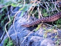 Brown snake at the grass near rock Royalty Free Stock Photo